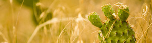 An image of a cactus in a field