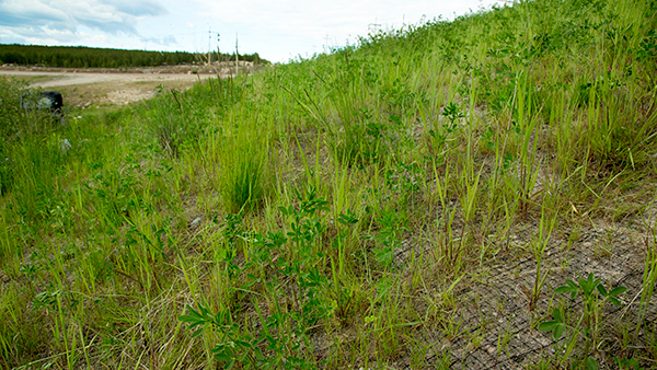 Proactive reclamation at Cameco's Key Lake operation includes extensive revegetation.